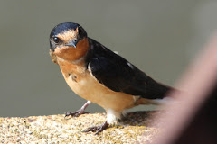 Barn Swallow