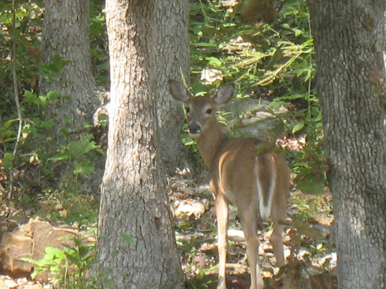 From our back yard