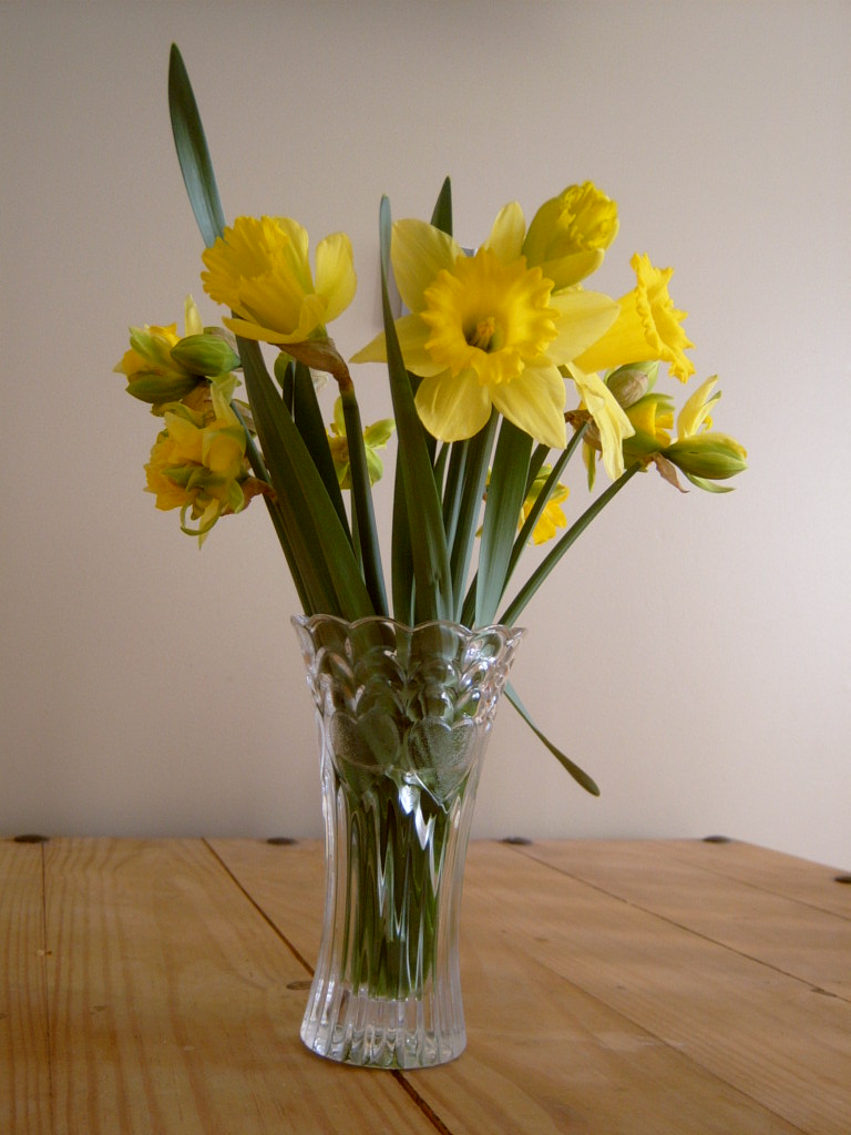 [Daffodils+002.jpg]