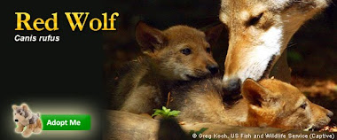 The "Wolfe" Pack's Endangered Species: The Red Wolf