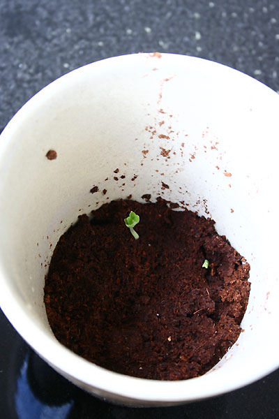 [seedlings+-+one+week.jpg]