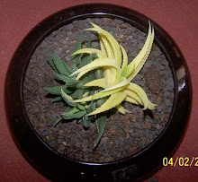 Haworthia Limifolia variegata