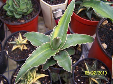 sansevieria ehrenbergii variegata