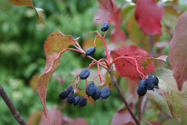 Think Global Garden Local Trees Shrubs With Colorful Berries