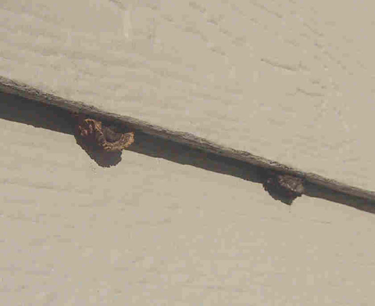 Fungus Rot Conks
