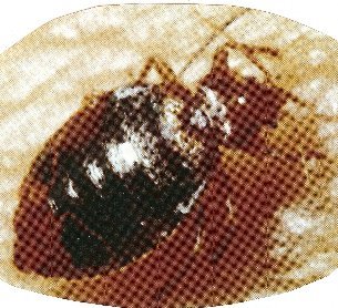 Bed bug
