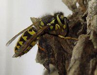 Yelllow Jacket Wasp