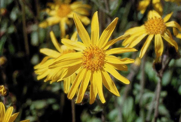 ARNICA