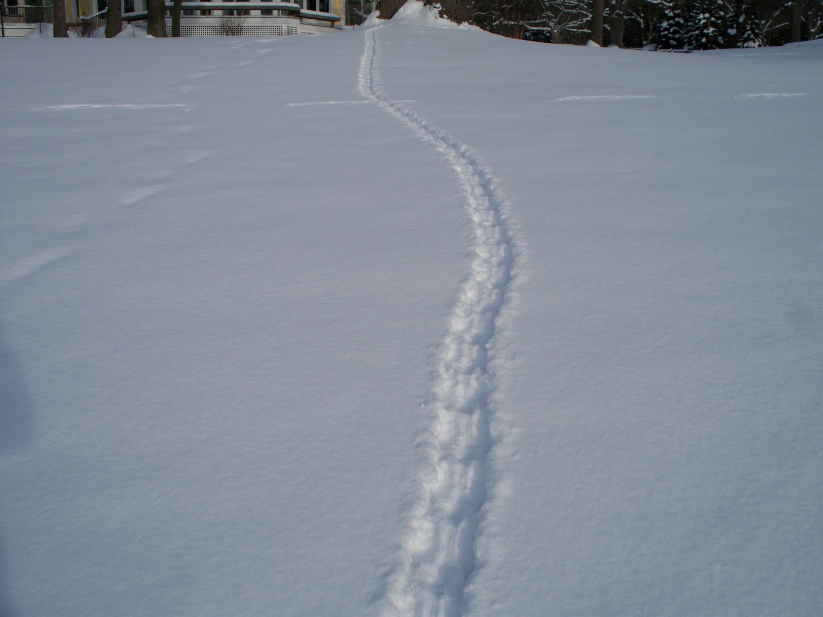 Animal Tracks Rabbit