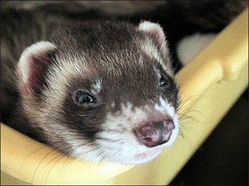 [Ferret-Sable.jpg]
