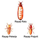 About Things Biology Well Design Daptasi Rayap About Things Biology Well Design Daptasi Rayap