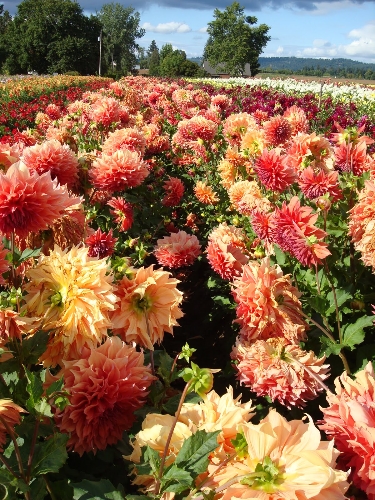 Walking in Oregon Swan Island Dahlia Festival, Canby Oregon