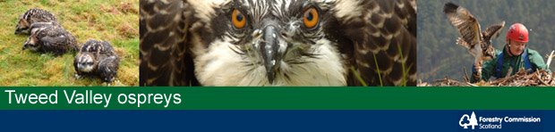 Tweed Valley osprey diary