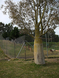 Unusual Looking Tree