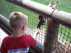 Feeding the Giraffes