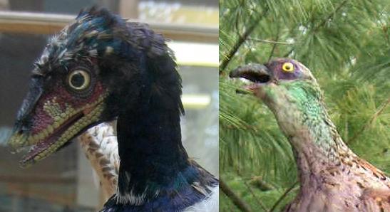 [HeadComparison.JPG]