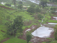 Cultivated rice fields in Dudhoni village.