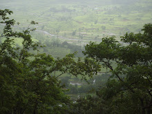 Dense vegetation in the mountain