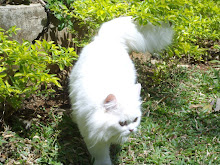 Kitten Matahari at 8 months of age(29-2-2008)