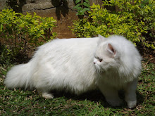 'kitten cat model Matahari" (29-2-2008)