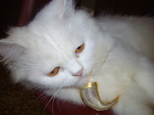 "Qeen cat MataharI" with a "Lions Claw Pendant at 2 years 3 months age(Monday 3-8-2009)