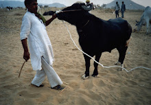 a prized buffalo exhibited at the "Pushkar cattle fair(2003)"
