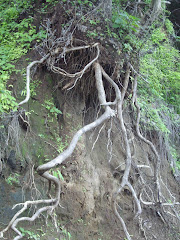 Roots of a tree exposed due to road widening