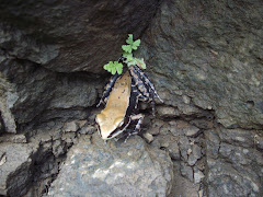 Frog hidden amongst the roadside rocks
