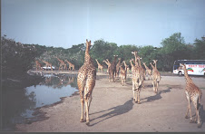 Herd of Giraffes in "Safari World" in Bangkok.