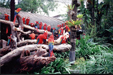 A flock of "Macaw parrots" at "Safari World" in Bangkok.