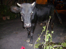 "The horny bull" of Banaswadi(Saturday 26-9-2009)