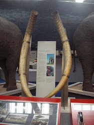 Largest Elephant tusks at "British Museum of Natural History.(Monday 31-5-2010).
