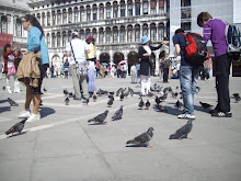Pigeons of "St Marks Square"(Tuesday 18-5-2010)