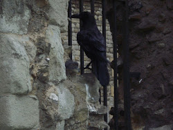 One of the Ravens of "Tower of London".Superstition and history.