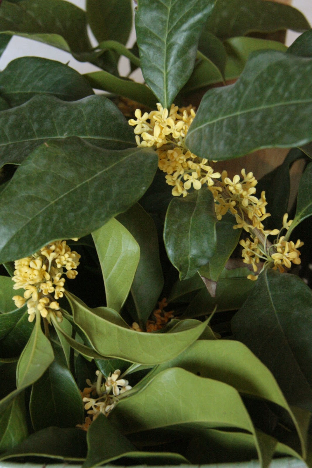 Osmanthus Heaven Scent