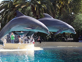 Hayleysmom On Vegas Siegfried Roy S Secret Garden And Dolphin