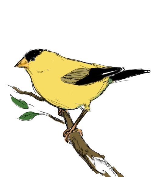 Project 365 Draw The Line Yellow Finch