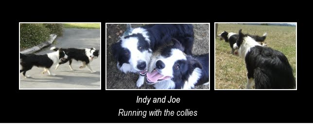Running with the collies