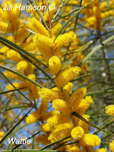 Wattle