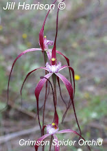 Crimson Spider Orchid