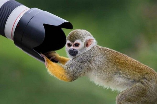 [animals_and_cameras_27.jpg]