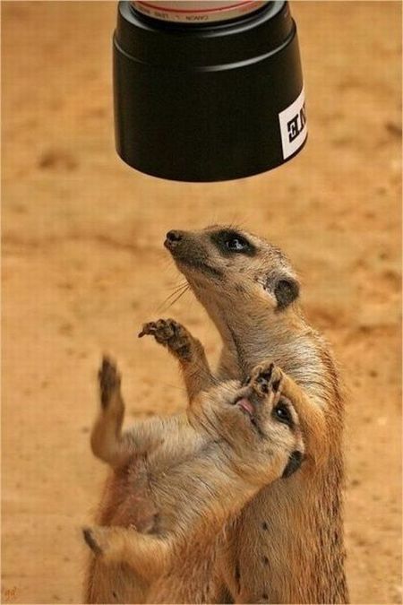 [animals_and_cameras_06.jpg]