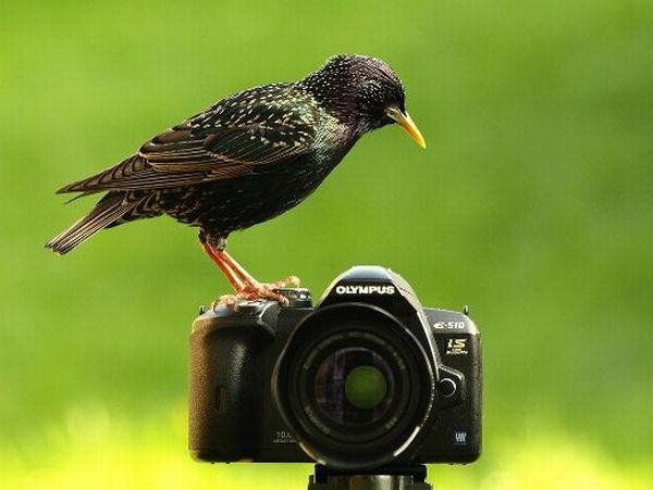 [animals_and_cameras_02.jpg]