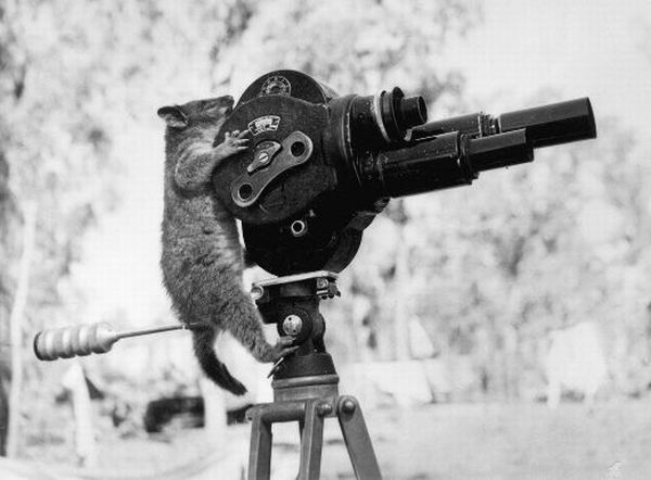 [animals_and_cameras_01.jpg]