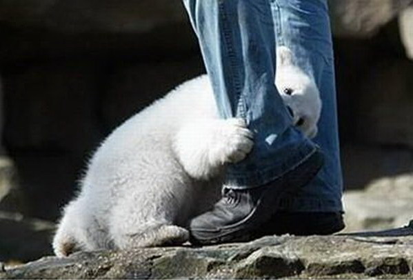 Just Cool Pics: OMG! Polar Bear Attacks Human