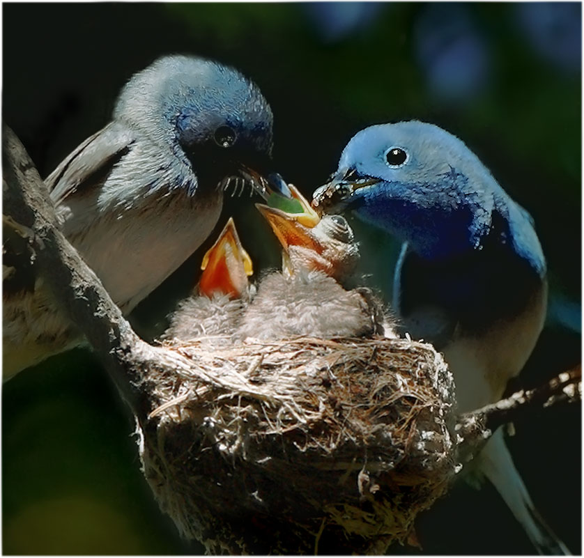 Just Cool Pics: Adorable Examples Of Baby Birds Photography