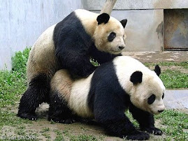 Holy Panda Rape!