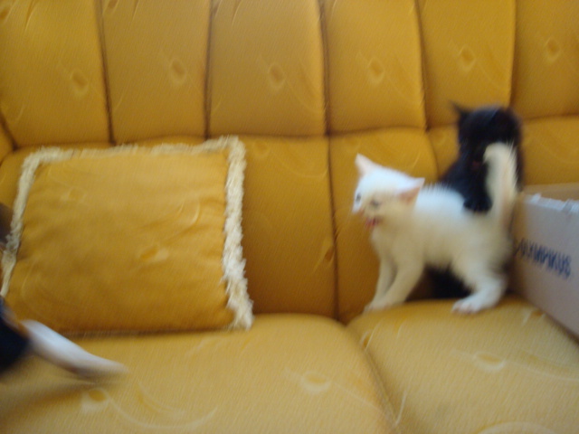 [DSC04487.JPG]