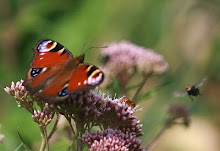 Blumenduft und Freiflug