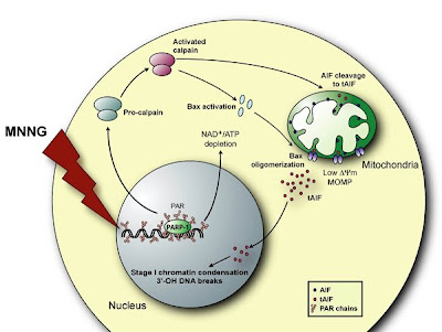 MIT findings may lead to customised cancer treatment